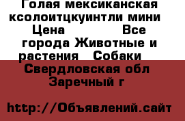 Голая мексиканская ксолоитцкуинтли мини › Цена ­ 20 000 - Все города Животные и растения » Собаки   . Свердловская обл.,Заречный г.